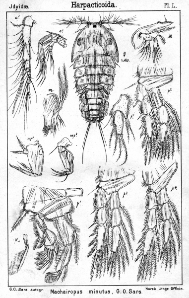 Machairopus minutus from Sars, G.O. 1905 Machairopus minutus from Sars, G.O. 1905