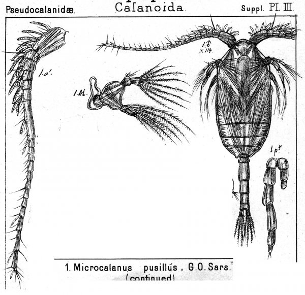Microcalanus pusillus from Sars, G.O. 1903 Microcalanus pusillus from Sars, G.O. 1903