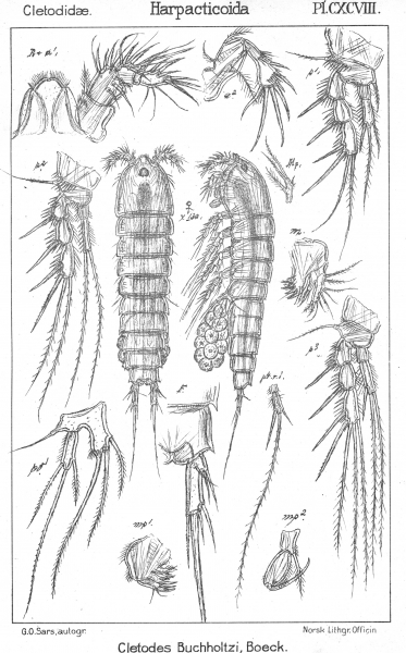 Cletodes buchholtzi from Sars, G.O. 1909 Cletodes buchholtzi from Sars, G.O. 1909