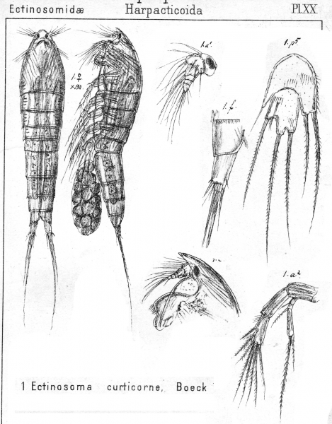 Ectinosoma curticorne from Sars, G.O. 1904 Ectinosoma curticorne from Sars, G.O. 1904