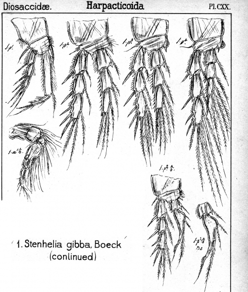 Stenhelia gibba from Sars, G.O. 1906 Stenhelia gibba from Sars, G.O. 1906