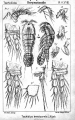 Copepoda