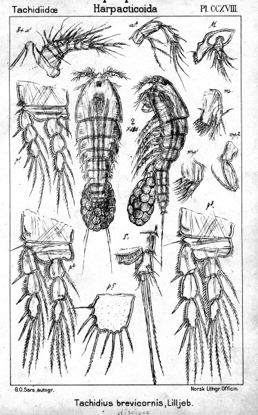 Tachidius brevicornis from Sars, G.O. 1909 Tachidius brevicornis from Sars, G.O. 1909