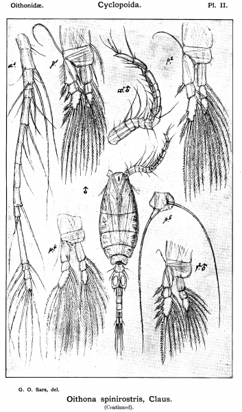 Oithona spinirostris from Sars, G.O. 1913 Oithona spinirostris from Sars, G.O. 1913