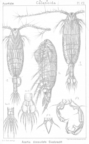 Acartia discaudata from Sars, G.O. 1903 Acartia discaudata from Sars, G.O. 1903