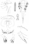 Anchistrotos gobii from Brian, A 1906