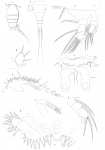 Bomolochus muraenae from Brian, A 1906