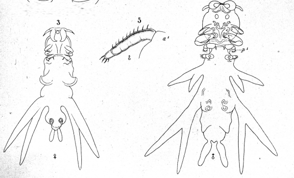 Lernanthropus brevis from Brian, A 1906 Lernanthropus brevis from Brian, A 1906