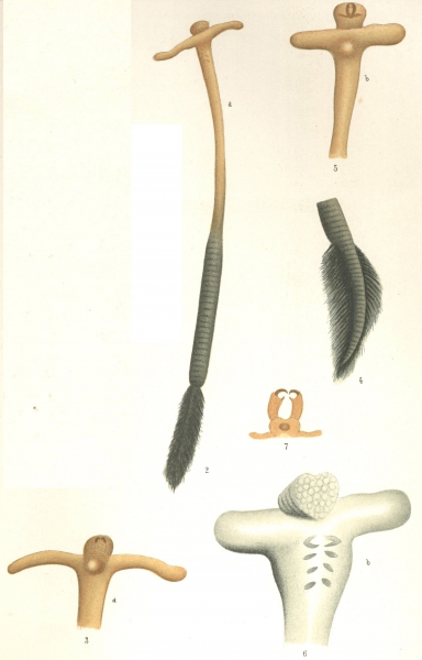 Pennella crassicornis from Brian, A 1906 Pennella crassicornis from Brian, A 1906