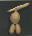Clavella pagri from Brian, A 1906