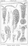 Diaptomus gracilis from Sars, G.O. 1902
