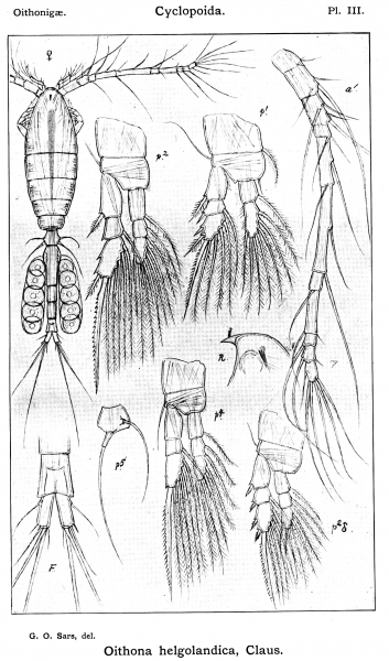 Oithona helgolandica from Sars, G.O. 1913 Oithona helgolandica from Sars, G.O. 1913
