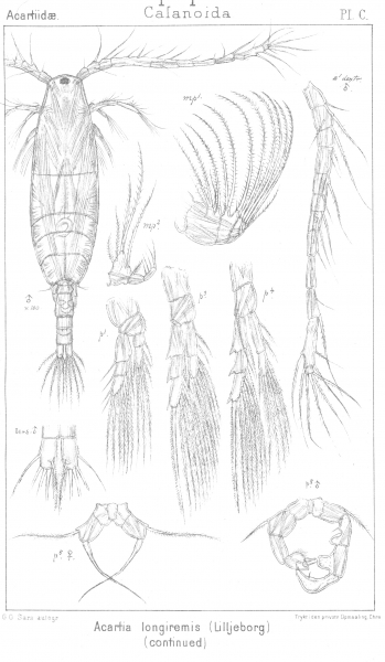 Acartia longiremis from Sars, G.O. 1903 Acartia longiremis from Sars, G.O. 1903