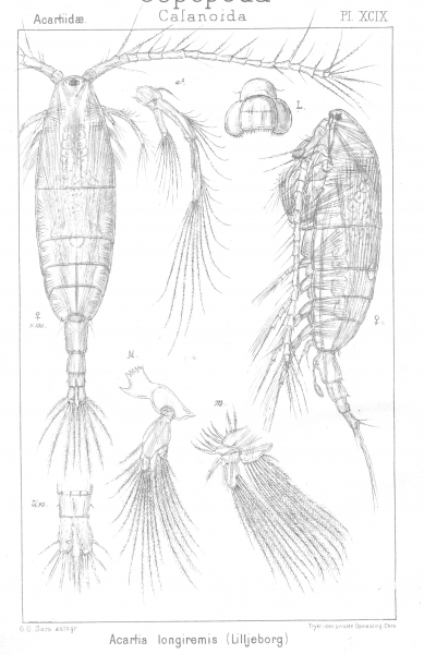 Acartia longiremis from Sars, G.O. 1903 Acartia longiremis from Sars, G.O. 1903