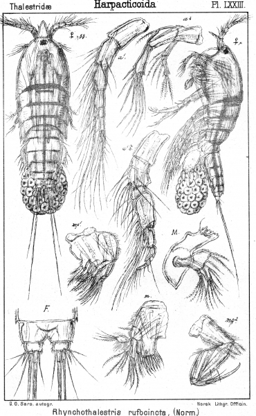 Rhynchothalestris rufocincta from Sars, G.O. 1905 Rhynchothalestris rufocincta from Sars, G.O. 1905