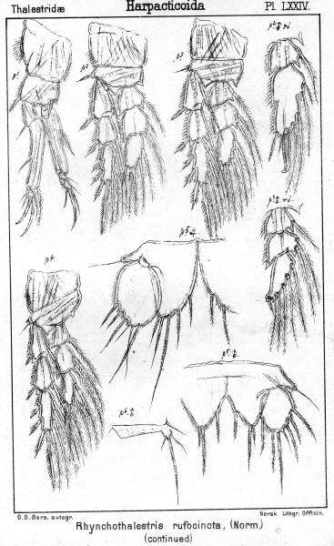 Rhynchothalestris rufocincta from Sars, G.O. 1905 Rhynchothalestris rufocincta from Sars, G.O. 1905