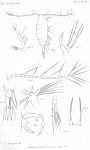 Acartia verrucosa from Thompson 1888