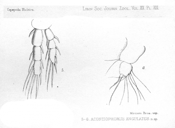 Acontiophorus angulatus from Thompson 1888 Acontiophorus angulatus from Thompson 1888