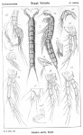 Ameira exilis from Sars, G.O. 1920