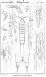 Ameira simplex from Sars, G.O. 1907