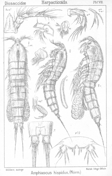 Amphiascus affinis from Sars, G.O. 1906 Amphiascus affinis from Sars, G.O. 1906