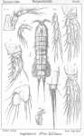 Amphiascus affinis from Sars, G.O. 1906