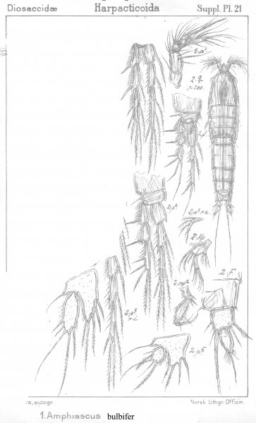 Amphiascus bulbifer from Sars, G.O. 1911 Amphiascus bulbifer from Sars, G.O. 1911