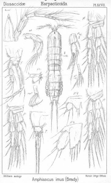 Amphiascus giesbrechti from Sars, G.O. 1906