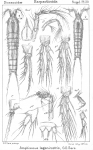 Amphiascus lagenirostris from Sars, G.O. 1911