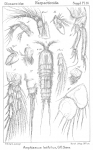 Amphiascus latifolius from Sars, G.O. 1911