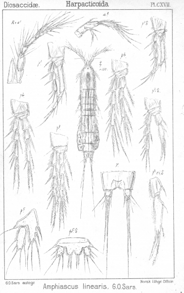 Amphiascus linearis from Sars, G.O. 1906 Amphiascus linearis from Sars, G.O. 1906