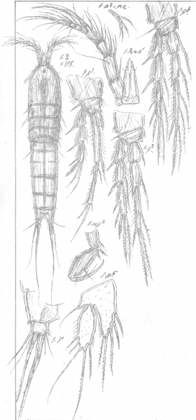 Amphiascus nanoides from Sars, G.O. 1911 Amphiascus nanoides from Sars, G.O. 1911