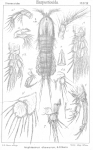 Amphiascus obscurus from Sars, G.O. 1906
