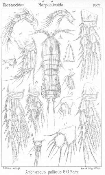 Amphiascus pallidus from Sars, G.O. 1906 Amphiascus pallidus from Sars, G.O. 1906