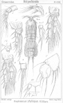 Amphiascus phyllopus from Sars, G.O. 1906