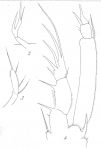 Amphiascus phyllopus from Brian, A 1921