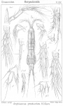 Amphiascus productus from Sars, G.O. 1906