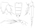 Amphiascus speciosus from Brian, A 1921
