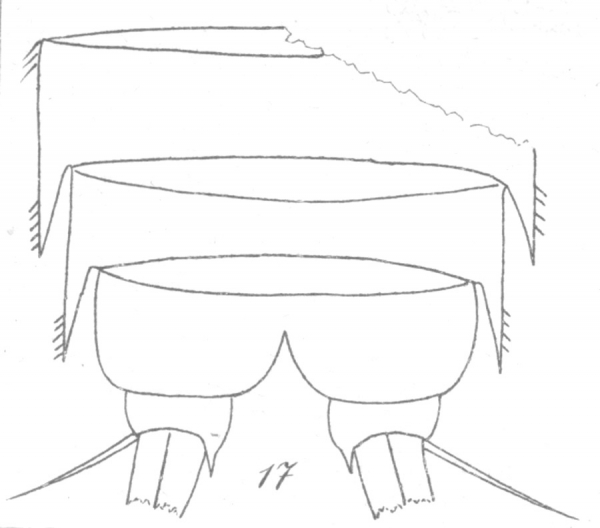 Amphiascus speciosus from Brian, A 1921 Amphiascus speciosus from Brian, A 1921