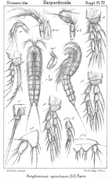 Amphiascus spinulosus from Sars, G.O. 1911 Amphiascus spinulosus from Sars, G.O. 1911
