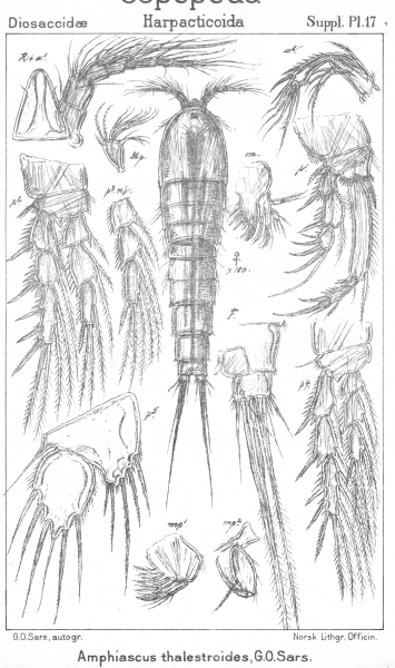 Amphiascus thalestroides from Sars, G.O. 1911 Amphiascus thalestroides from Sars, G.O. 1911
