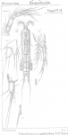 Amphiascus typhloides from Sars, G.O. 1911