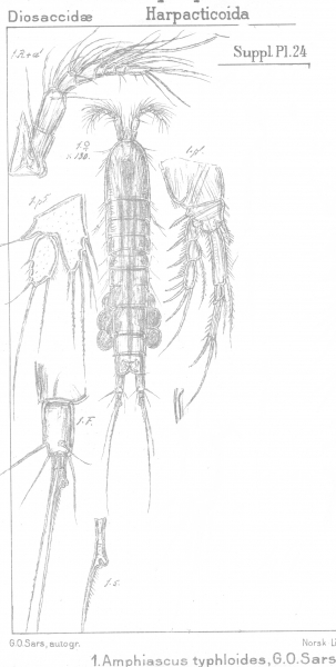 Amphiascus typhloides from Sars, G.O. 1911 Amphiascus typhloides from Sars, G.O. 1911