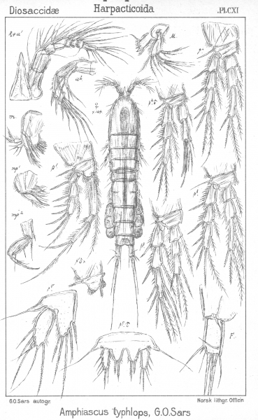 Amphiascus typhlops from Sars, G.O. 1906 Amphiascus typhlops from Sars, G.O. 1906