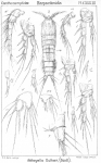Attheyella duthiei from Sars, G.O. 1907