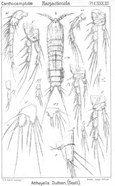 Attheyella duthiei from Sars, G.O. 1907 Attheyella duthiei from Sars, G.O. 1907