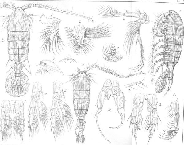 Boeckella orientalis from Sars, G.O. 1903 Boeckella orientalis from Sars, G.O. 1903