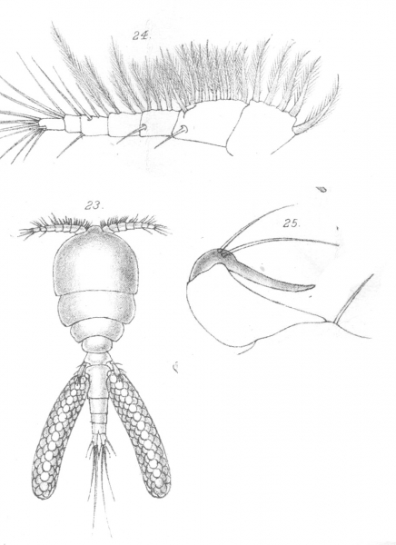 Bomolochus zeugopteri from Scott, T 1902 Bomolochus zeugopteri from Scott, T 1902