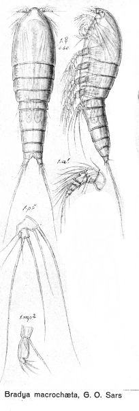 Bradya macrochaeta from Sars, G.O. 1920 Bradya macrochaeta from Sars, G.O. 1920