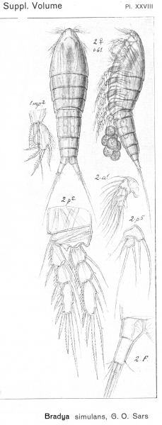 Bradya simulans from Sars, G.O. 1920 Bradya simulans from Sars, G.O. 1920